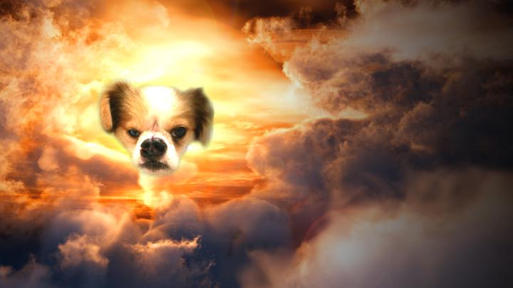 Best 51+ Dogs in Space Wallpaper on HipWallpaper | Awesome Space 
