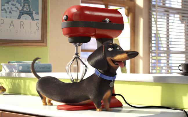 Pet Wallpaper for Computer 1920x1080 -