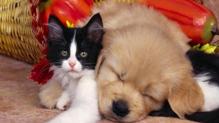 Free download Cute dog and cat Animals Wallpaper Background 1920x1080 