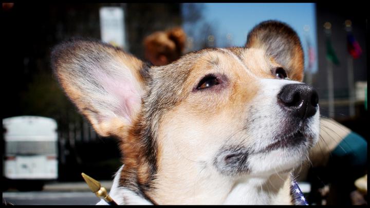 Dog Wallpaper 1920X1080 -