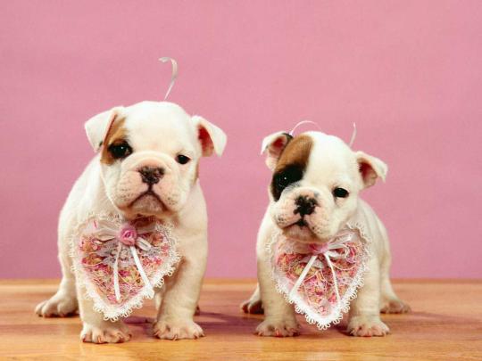[47+] Valentine\u0026#39;s Day Dog Wallpaper 