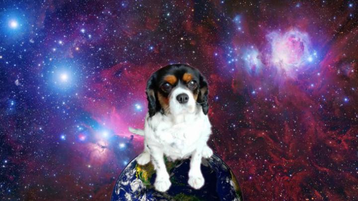 Best 51+ Dogs in Space Wallpaper on HipWallpaper | Awesome Space 