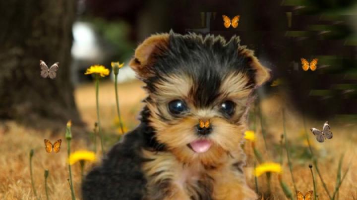 Yorkshire Terrier Baby Cute Puppy Wallpaper - Draw-u