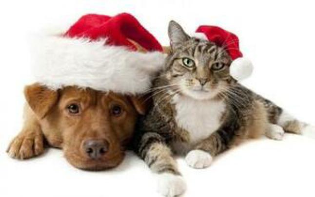 Free download Cat and Dog Best Friends HD Wallpaper FullHDWpp Full HD 