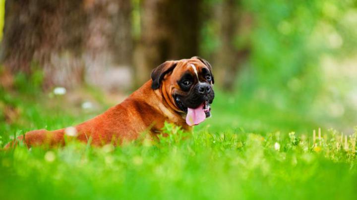Free download Boxer Dog Wallpaper HD [1920x1080] for your Desktop 