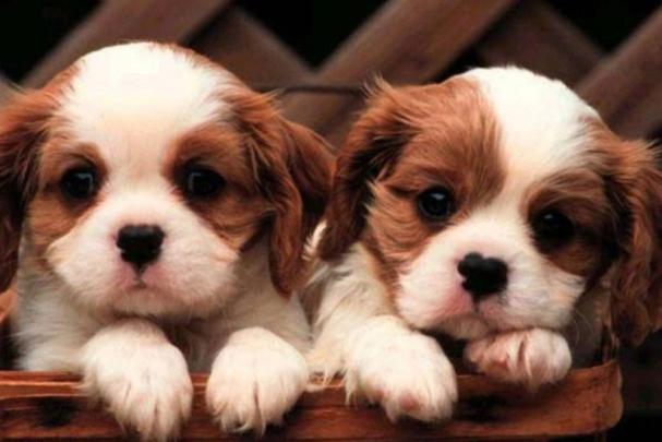Cute Puppy Pictures Wallpaper \u00b7\u2460 