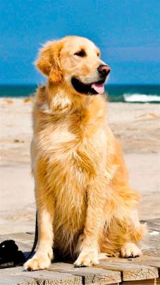 Golden Retriever Summer Wallpapers - Top Free Golden Retriever Summer 