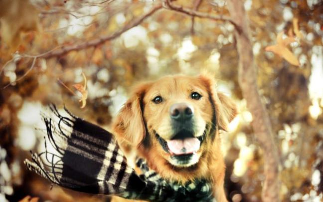 55+ Wallpaper Crazy Cats and Dogs