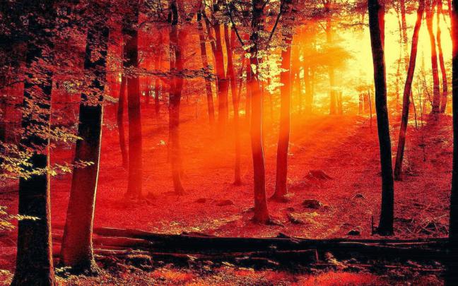 Forest Fire Wallpaper -