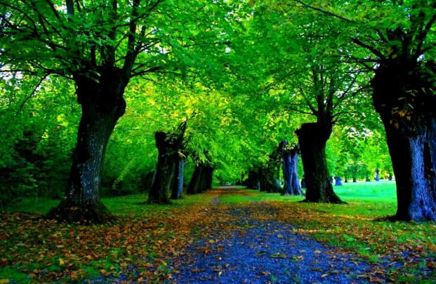 Nature Forest Desktop Wallpapers - 4k, HD Nature Forest Desktop 