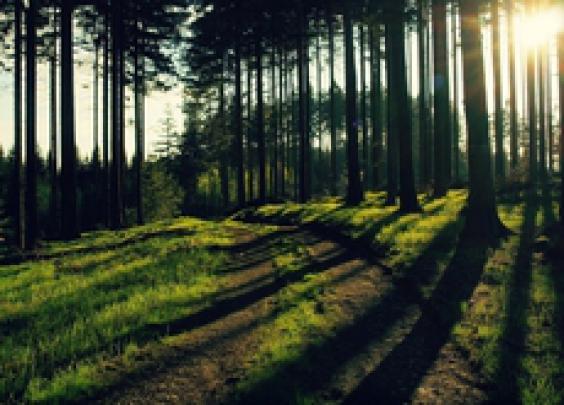 forest bubbles fantasy art artwork apofiss 1920x1080 wallpaper \u2013 Nature 