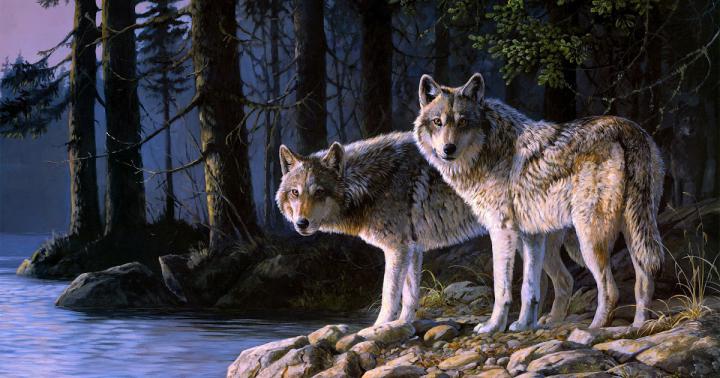 Wolf Wallpaper For Computers - 39+ Wolf Desktop Wallpaper Free 