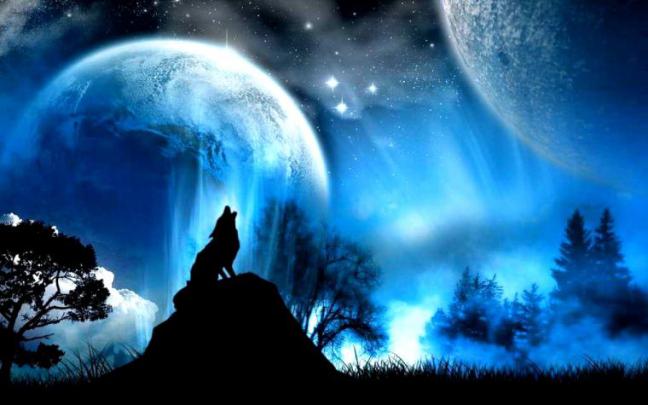 Free download Wolf Wallpaper 1920x1080 Wolf [1920x1080] for your 