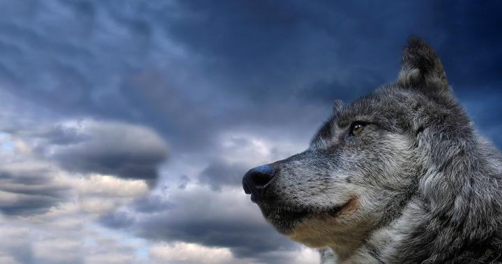 Wolf Wallpaper Hd 1920X1080 - Wolf Desktop Wallpaper Free 1920x1080 