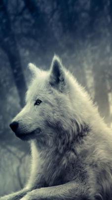 Free download galaxy hipster wolf image 698363 on Favimcom [500x359 