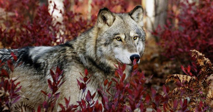 Wolf Wallpaper 1920X1080 - 39+ Wolf Desktop Wallpaper Free 1920x1080 on 