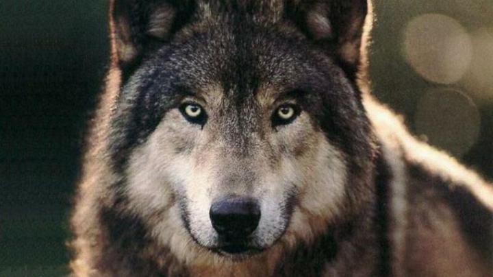 [39+] Wolf Desktop Wallpaper Free 1920x1080 
