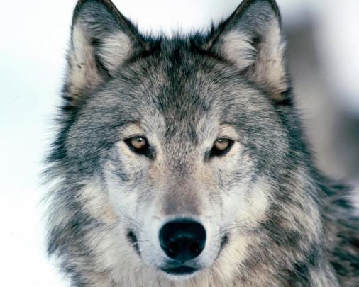 Free download wolf wallpaper you are viewing the other wallpaper named 