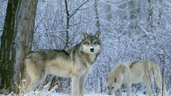 Free download 1920x1080 WallpapersWolf 1920x1080 Wallpapers Pictures 