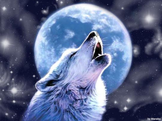 Free download Wolves Howling Wallpaper wallpaper Wolves Howling 