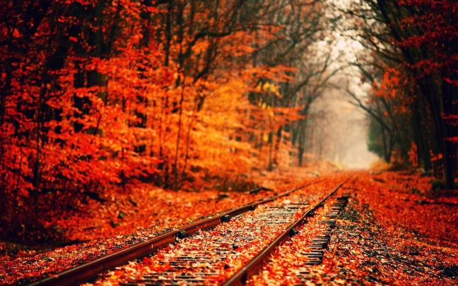 Fall Wallpapers - 4k, HD Fall Backgrounds on WallpaperBat