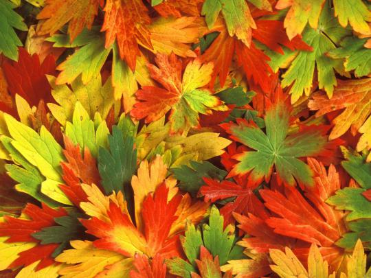 Free Desktop Wallpaper Autumn Leaves -