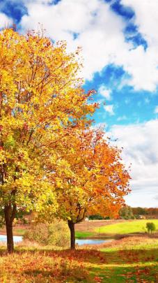 Fall Wallpaper Hd Iphone - wengerluggagesave