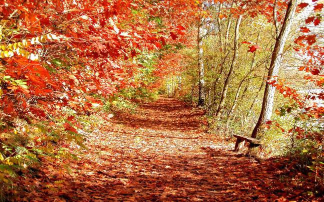 Autumn Scenic Wallpapers - 4k, HD Autumn Scenic Backgrounds on WallpaperBat