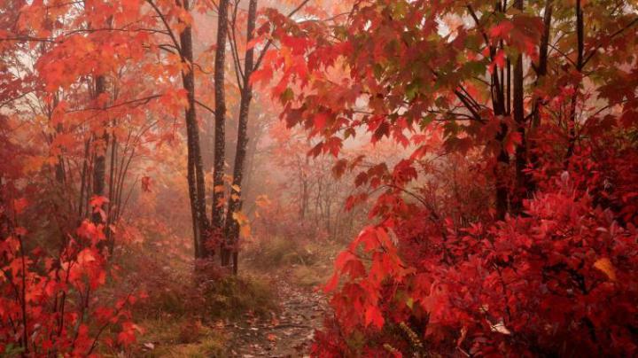 Free download Theme Bin Blog Archive Fall Colors HD Wallpaper 
