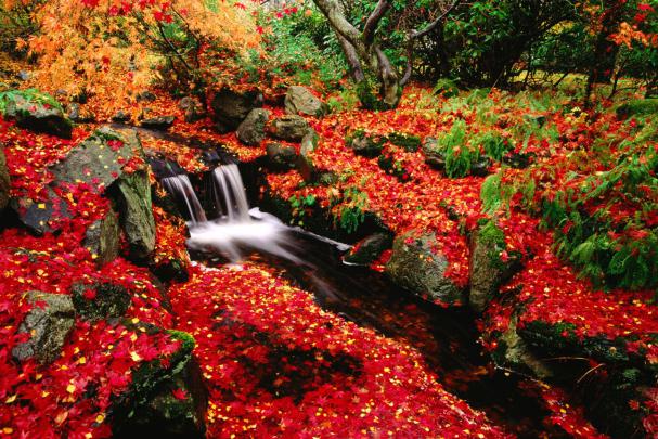 Fall Landscapes Wallpaper -
