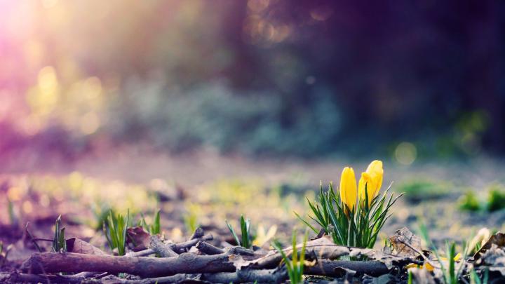 Spring HD Wallpapers 1080p -
