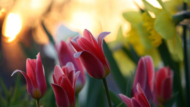 Pink Full Hd Desktop Wallpaper 1920x1080 Nature Tulip Flower - Download 