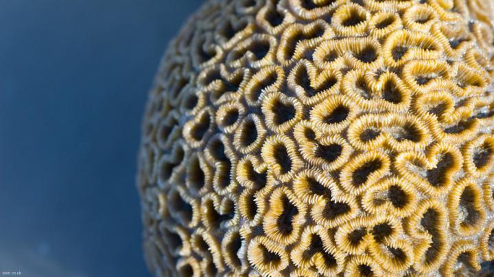 Full HD: Faviidae braincoral | Desktop Wallpaper 1920x1080, \u2026 | Flickr