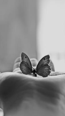 Tumblr Butterfly Wallpaper Laptop