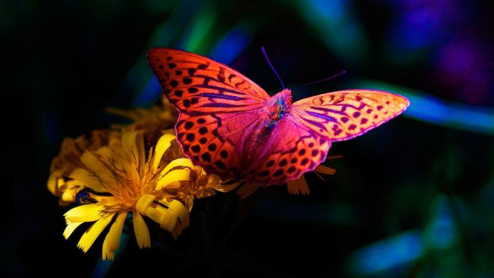 Flower Hd Wallpapers 1920X1080 Full Screen \/ When you boot your 