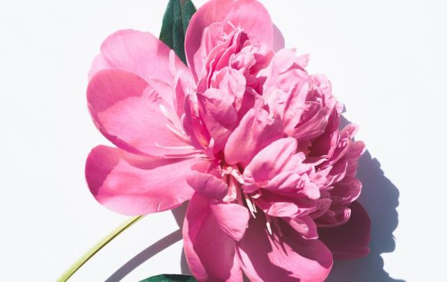 Hd Flower Wallpaper Download For Android