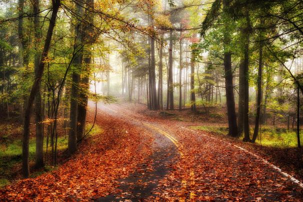 autumn, Road, Forest, Trees, Fog, Landscape Wallpapers HD \/ Desktop and 