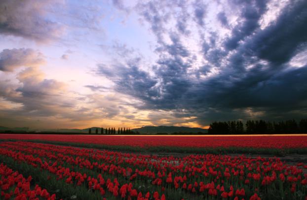 tulip, Fields, Tulips, Field, Flower, Flowers Wallpapers HD \/ Desktop 