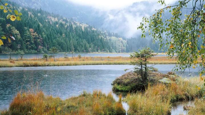 world forest germany 1920x1080 wallpaper High Quality Wallpapers,High 