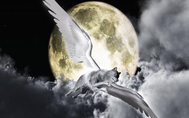 Download Wolf Download 1920x1080 Phone Free 5K HD Wallpaper - GetWalls.io