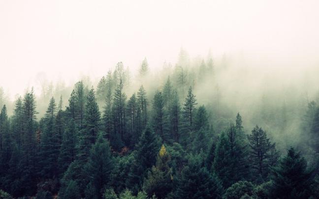 Download Fog Free Download 1920x1080 Phone 5K HD Wallpaper - GetWalls.io