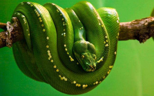 Download Snake Free Download 1920x1080 Phone 5K HD Wallpaper - GetWalls.io