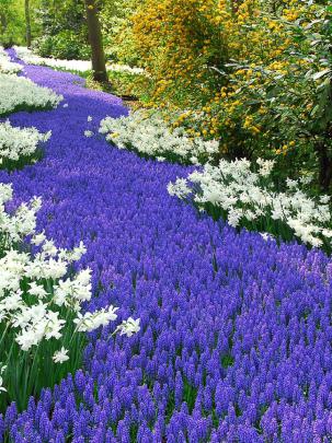 Free download Flowers Spring Wallpaper 1920x1080 Flowers Spring 