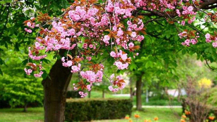 Desktop Wallpaper Spring Flowers (60+ images)