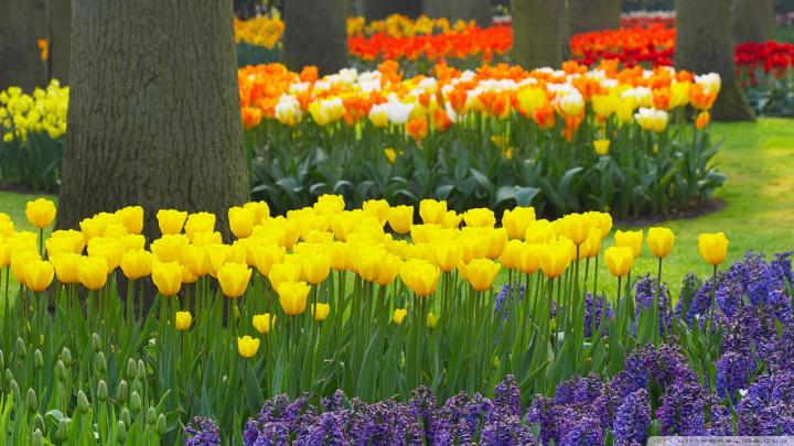 Free download Spring Wallpaper Hd 1920x1080 1920x1080 spring garden 