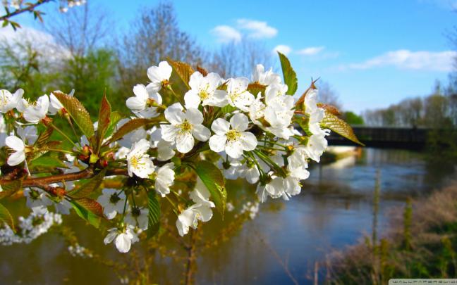 Free download Blossom Branch Spring Wallpaper 1920x1080 Blossom Branch 