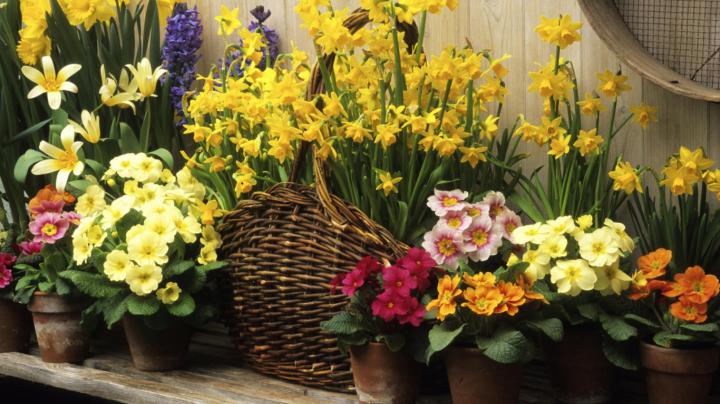 Free download Spring Wallpaper 1920x1080 Spring [1920x1080] for your 
