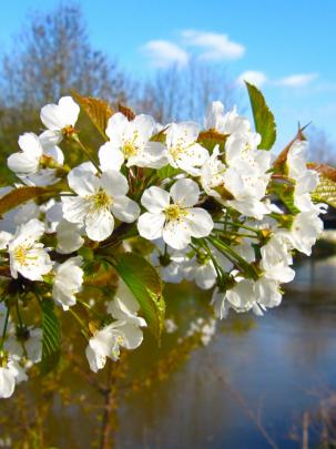 Free download Blossom Branch Spring Wallpaper 1920x1080 Blossom Branch 