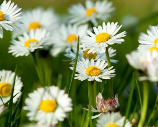 Free download 1920x1080 Spring [1920x1080] for your Desktop, Mobile 
