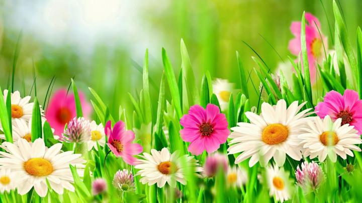 Spring Theme Wallpaper (53+ images)